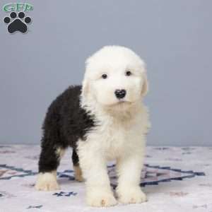 Austin, Old English Sheepdog Puppy